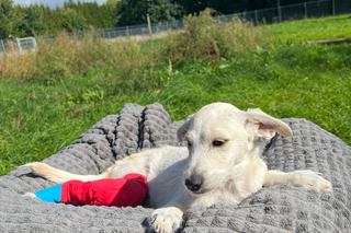 Szczeniak Fado marzy o zdrowych łapkach