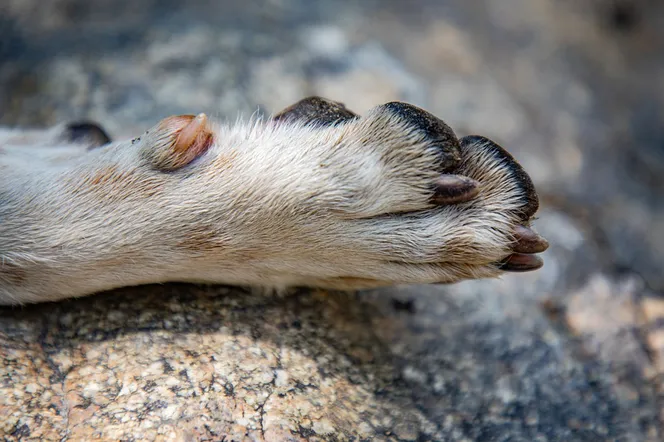 Bestialstwo! Labrador miał dostać nowy dom, ale 65-latek skazał go na okrutną śmierć