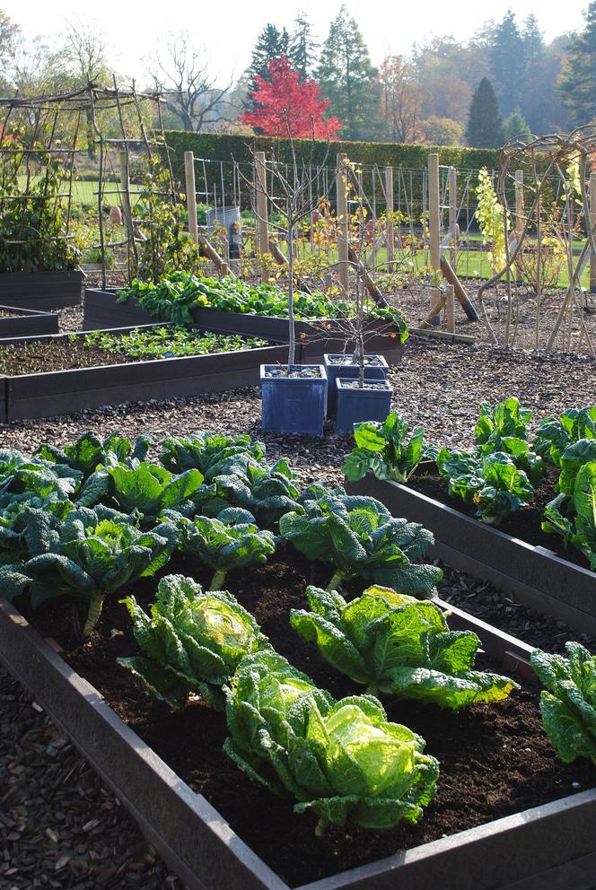 Katarzyna Bellingham płodozmian