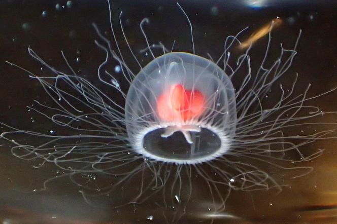 Nieśmiertelna meduza