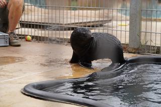 Najmłodszy kotik we wrocławskim zoo otrzymał imię Alfie