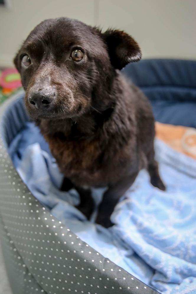 PIESEK NA GROBIE OPIEKUNA.