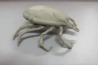 Iławski Sanepid wytwarza wielkie kleszcze. Tak przygotowują się do sympozjum