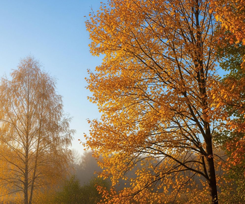 Na obrazie dominują drzewa w jesiennych barwach, skąpane w ciepłym, porannym świetle. Po prawej stronie widać rozłożyste drzewo z gęstą koroną, której liście przybrały intensywny, złocisto-pomarańczowy kolor. Jego ciemne gałęzie tworzą wyraźny kontrast z jasnymi liśćmi oraz błękitnym niebem widocznym w górnej części kadru. Z lewej strony znajduje się smukła brzoza, której drobne, żółto-pomarańczowe liście tworzą delikatną, ażurową koronę. W tle, za brzozą, rozciąga się mglista panorama jesiennego lasu, z drzewami o przygaszonych, brązowo-żółtych liściach, zacierającymi się w lekkiej mgle. Niebo jest bezchmurne, jasnobłękitne, przechodzące w bieli w lewej, dolnej części.