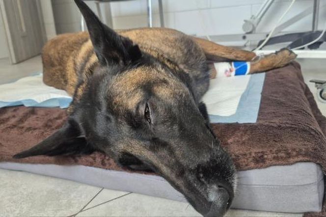 Dafne, bohaterka na czterech łapach. Bolesna diagnoza i trudna walka o zdrowie