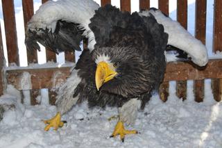 Bielik oIbrzymi w Ośrodku Rehabilitacji Zwierząt Chronionych w Przemyślu