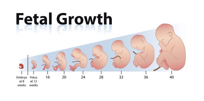 Rozwój embrionalny płodu