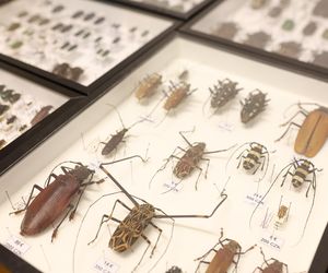 I Międzynarodowy Dzień Wymiany Owadów i Targi Entomologiczne w Bytomiu