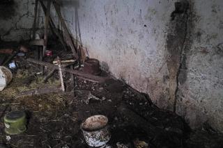 Kojec zarośnięty przez krzaki, sznury u szyi. W takich warunkach żyły psy w Krakowie. Interweniował KTOZ