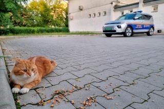 Garfield szybko zdobył należne mu miejsce w komendzie Straży Miejskiej w Świdniku