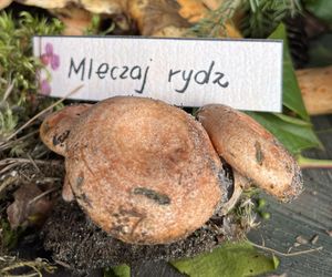 Grzybowe święto w Lublinie. Plac Litewski zamienił się w las pełen grzybów.