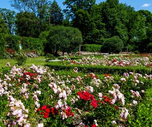 Różanka w Parku Skaryszewskim w Warszawie