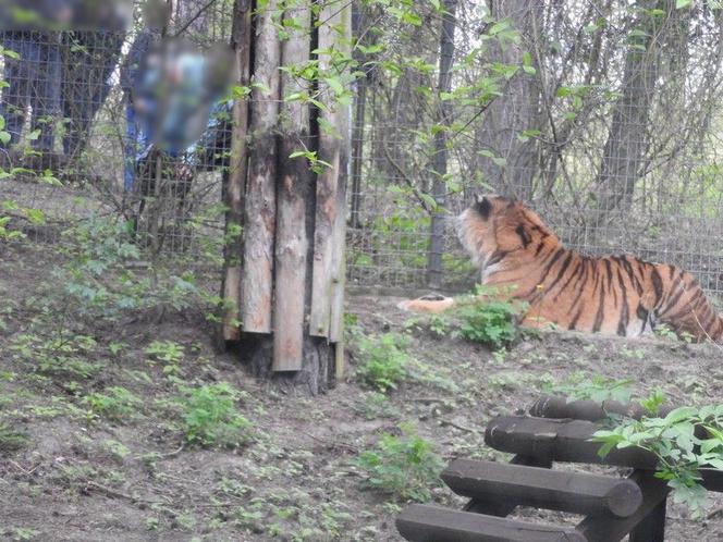 Tygrys dręczony kijem w zoo. Poszukiwany mężczyzna sam zgłosił się na komisariat