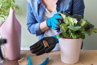 Nawożenie kwiatów doniczkowych w domu. Jak i czym nawozić domowe rośliny doniczkowe?