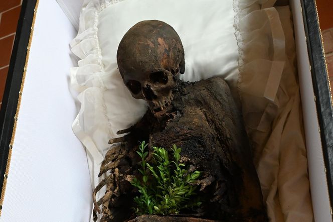 Mumia szlachcica odkryta w Komorowie