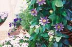 Passiflora