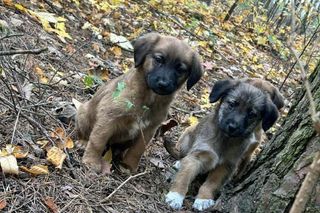 Porzuciła sześć szczeniąt, bo „nie dawała rady”. Teraz może trafić do więzienia!