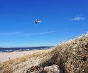 Plaża w Świnoujściu