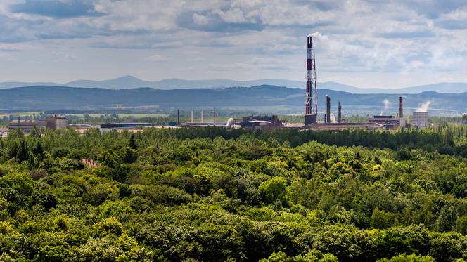 Polska Miedź dba o piękno natury 