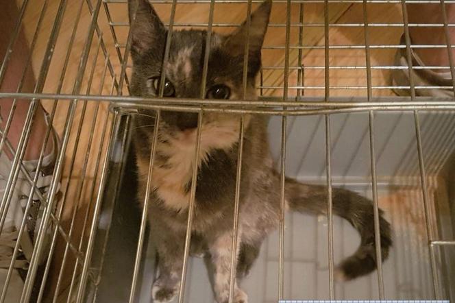 Wrocławianka odzyskała kotkę skradzioną przez włamywaczy