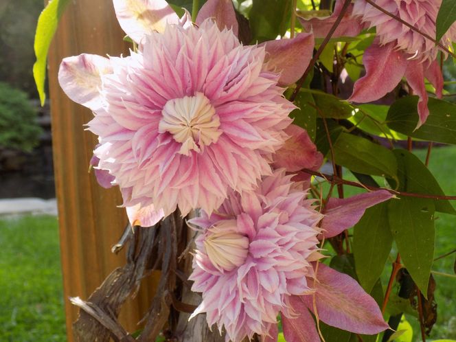 Clematis BLUSHING BRIDESMAID 'Kaiser'