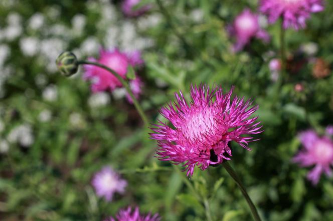 Chaber piżmowy - Centaurea moschata