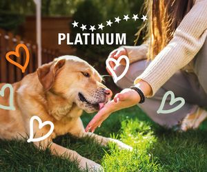 PLATINUM – żywienie psów inne niż wszystkie. Z miłości do psów, nie tylko od święta!