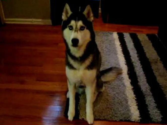 Mishka 1