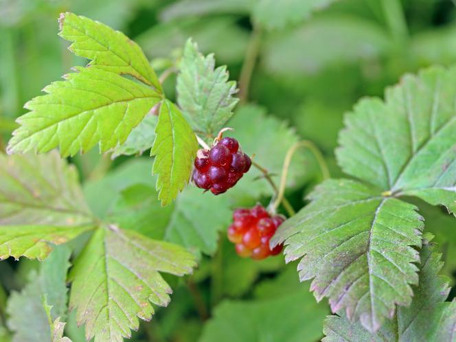 Malina arktyczna - Rubus arcticus