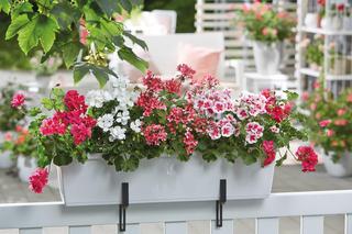Co najlepiej posadzić na balkonie? Jak prawidłowo sadzić kwiaty? Najlepsze kwiaty do skrzynek balkonowych