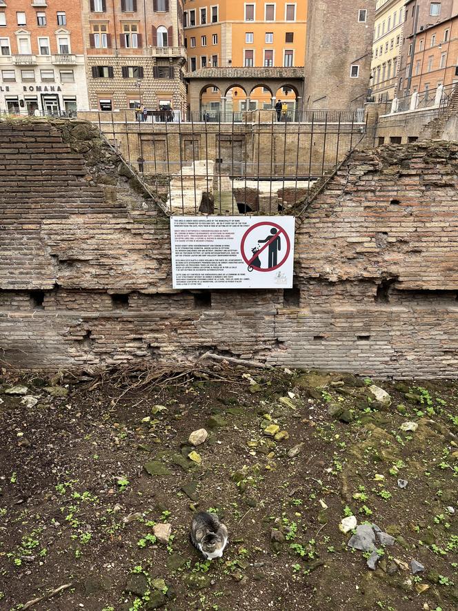 Largo Argentina w Rzymie. Koty zamieszkały w starożytnych ruinach - zobacz zdjęcia