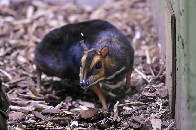 Myszojeleń we wrocławskim zoo osiągnął już rozmiary dorosłego osobnika