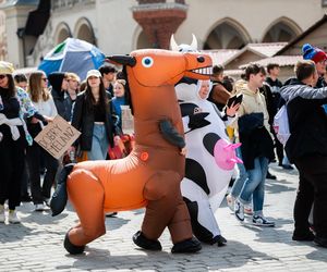 Korowód studentów podczas juwenaliów 2025 w Krakowie