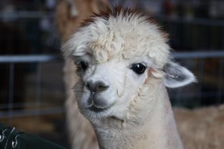 ZooPark w Lublinie. Można podziwiać zwierzęta z całego świata!