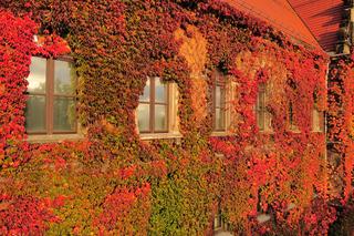 Te widoki zapierają dech w piersiach. Piękna jesień we Wrocławiu   