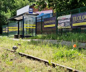 Torowisko tramwajowe na Babiej Wsi w Bydgoszczy zarośnięte chwastami. Tramwaje zniknęły stąd lata temu