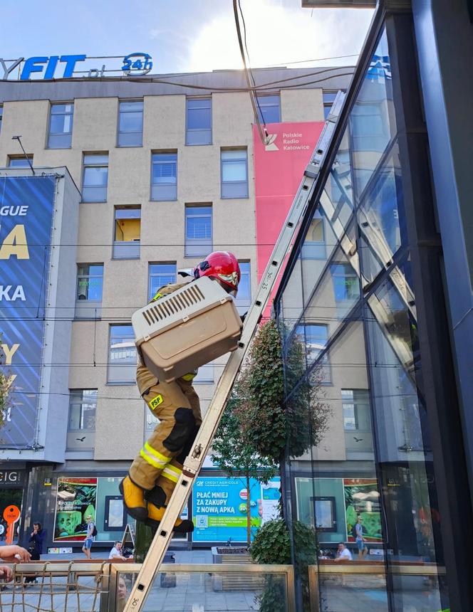Strażacy interweniowali na rynku w Katowicach. Zabrali kaczą rodzinę w bezpieczne miejsce