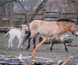 Klaczka konia Przewalskiego z matką Pimą w warszawskim ZOO