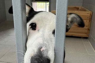 Tylko w jeden weekend trafiło tutaj prawie 30 zwierząt. Niechlubny rekord we Wrocławiu 