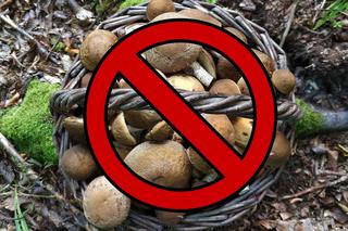 ZAKAZ GRZYBOBRANIA - w tych miejscach na Mazowszu nie wolno zbierać grzybów!