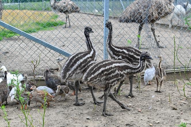 Pisklęta emu zamieszkają w poznańskim ZOO 