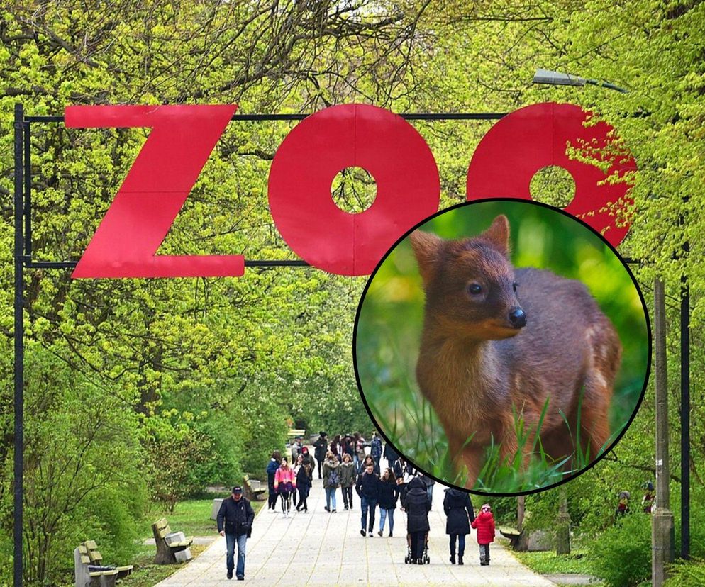 Wyjątkowe narodziny w ZOO. Warszawiacy mogą wybrać imię małej samiczki pudu południowego