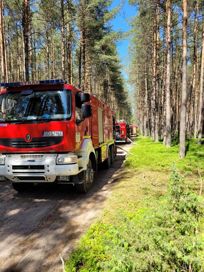 Pożar w Borach Tucholskich. Park Narodowy ostrzega! "Występuje duże zadymienie"