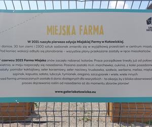 Miejska farma Galerii Katowickiej. Można się załapać na darmowe warzywa i owoce