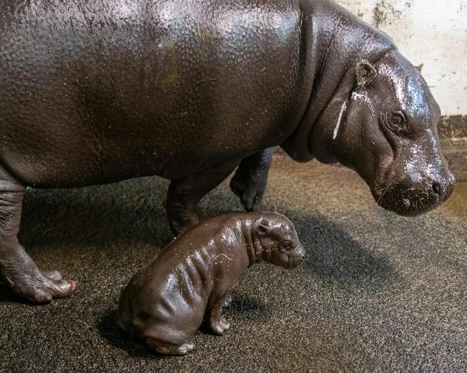 W łódzkim zoo urodził się hipopotam