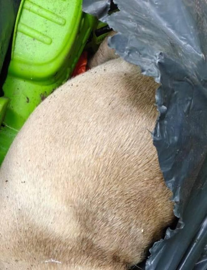Zgroza w lesie pod Świeciem! Martwy pies w worku foliowym ze związanymi łapami. Policja szuka sprawcy bestialskiego czynu
