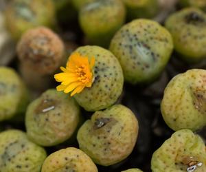 Conophytum