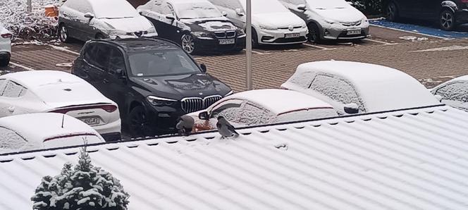Pierwszy śnieg we Wrocławiu. Czy zima zaskoczyła kierowców? [ZDJĘCIA]