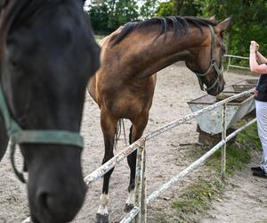 Moc atrakcji! Tak wygląda Narodowy Pokaz Koni Arabskich w Janowie Lubelskim. Zobacz