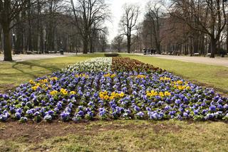 Warszawa rozkwitła na wiosnę. Ponad pół miliona nowych kwiatów